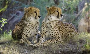 Cheetah, free cheetah images, sapne mein cheetah dekhna