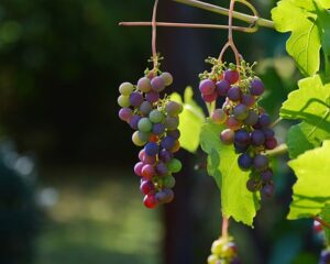 Grapes dream meaning, grapes dream interpretation, dreaming about grapes, grapes images, grapes free images
