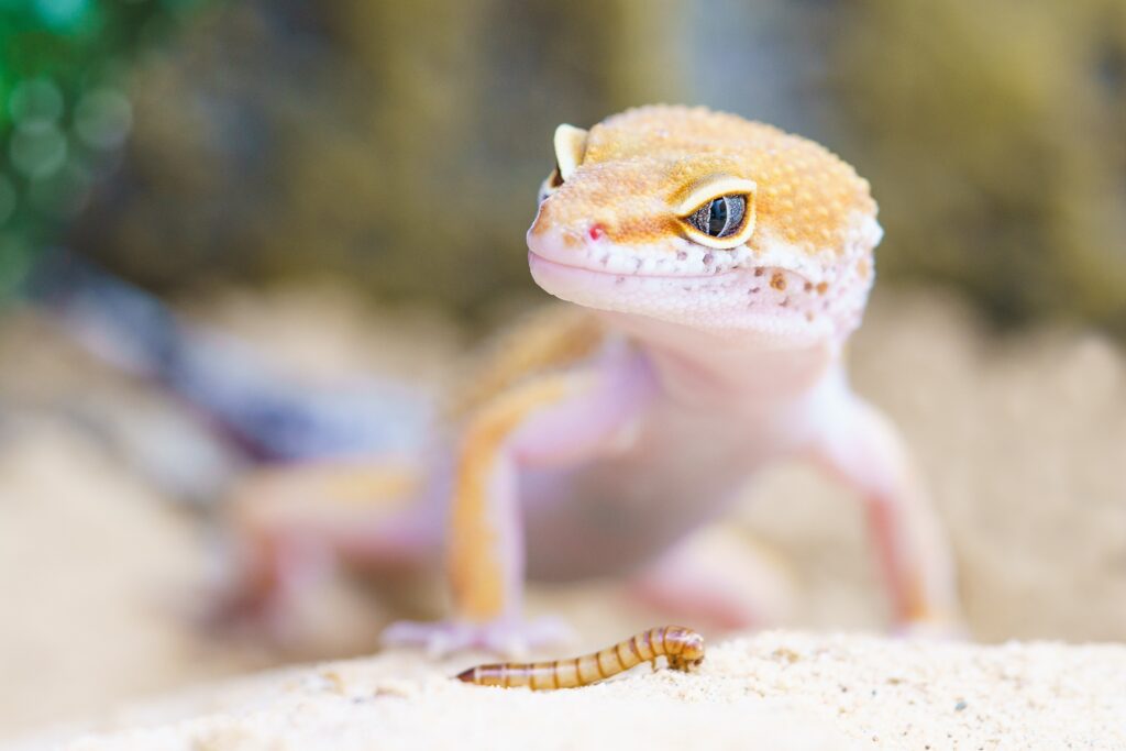 lizard-falling-on-head-in-dream-jyotiswapan